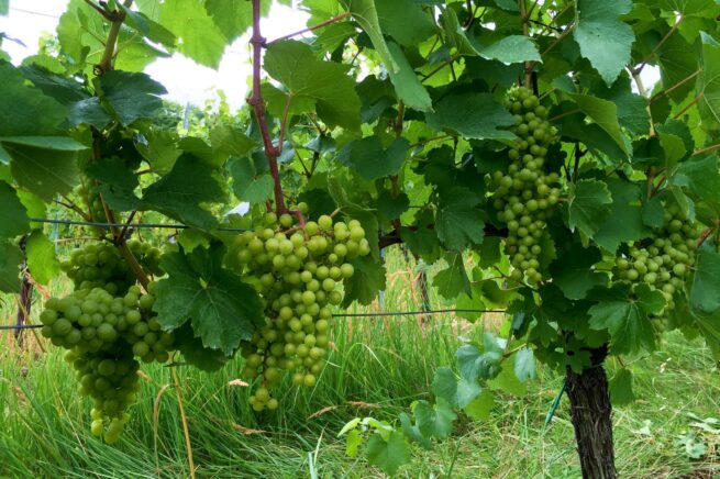 Weiße Trauben in Mähren im Weinland Tschechien