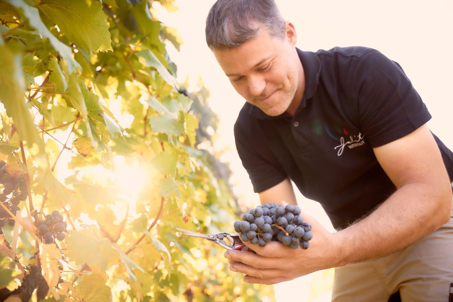Der Winzer des Weingutes Jalits kontrolliert seine Weintrauben im Weinberg