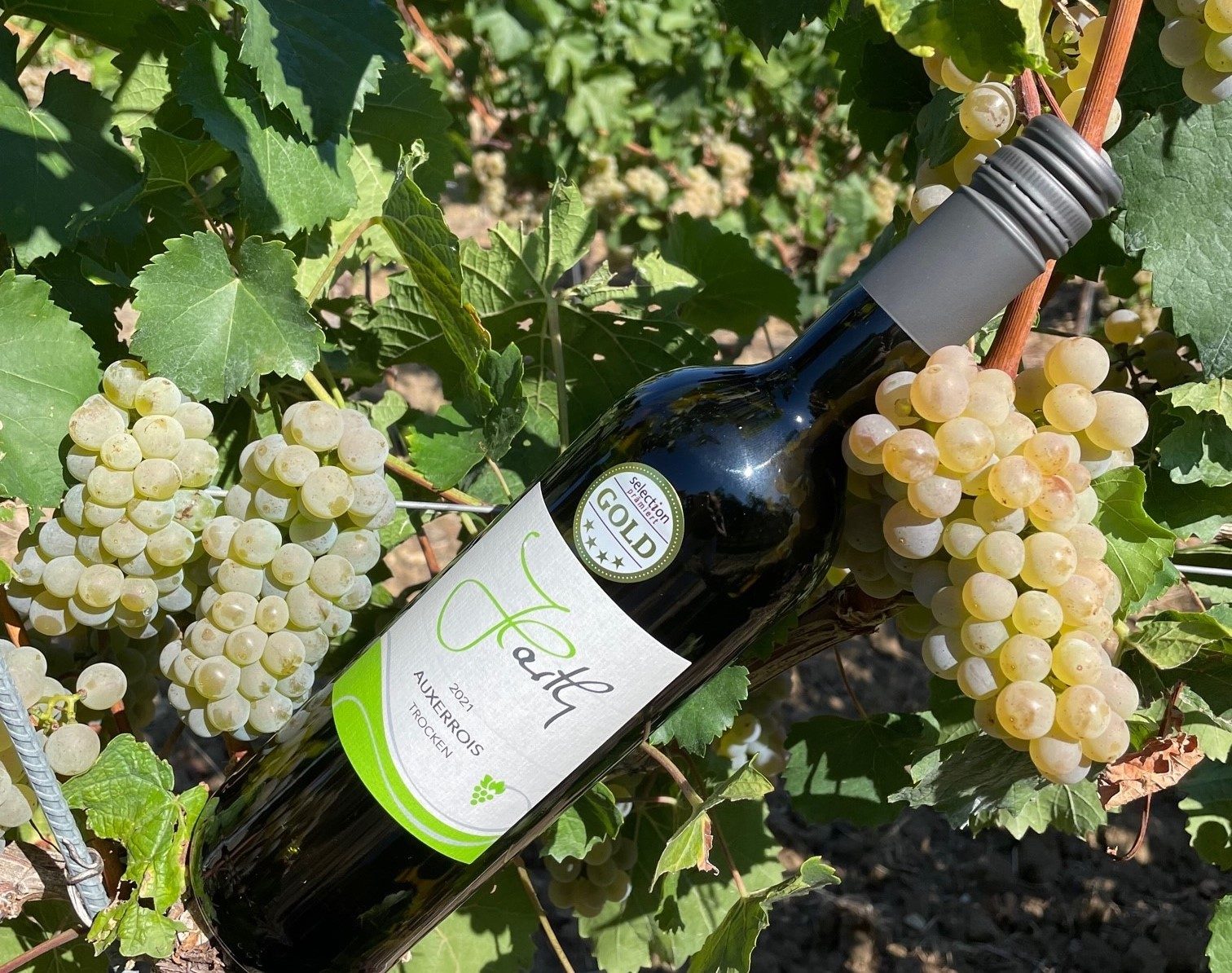 Eine Flasche 2021er Auxerrois trocken des Weingutes Peter Harth liegt auf einer Weinrebe mit Trauben