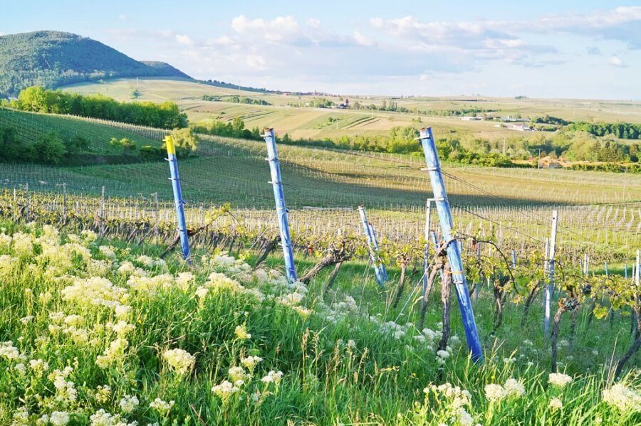 Sonniger Ausblick auf das Weinanbaugebiet des Weingutes Wilhelmshof in Siebeldingen in der Pfalz