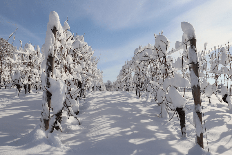 Reben der Weinberge in Hagnau im Schnee