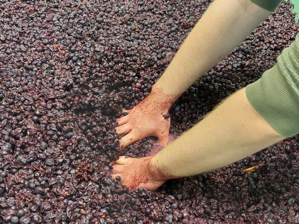 Weintrauben werden mit der Hand zerdrückt und Maische gegärt