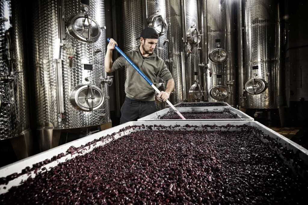 Ein Winzer arbeitet mit roten Weintrauben im Weinkeller des Weingutes St. Georgenhof in der Pfalz