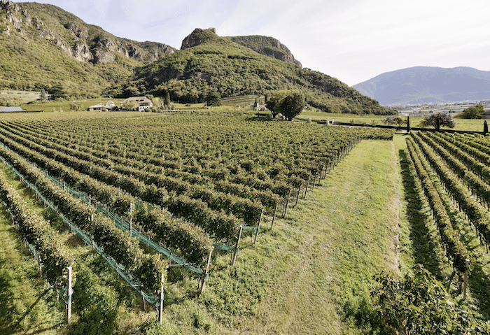 Blick auf die Weinreben der Kellerei Bozen in Südtirol