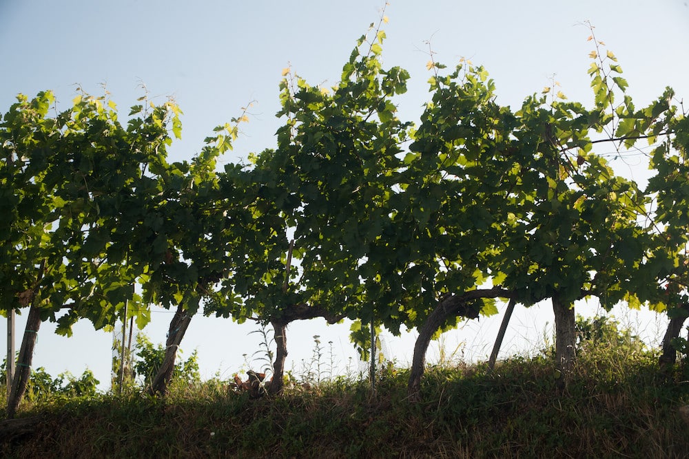 Blick auf die grünen Weinreben des Weingut Urbanihof in Österreich