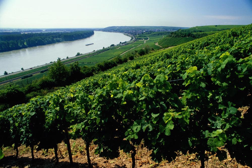Weinberge am Rheinstrom in der Weinregion Rheinhessen