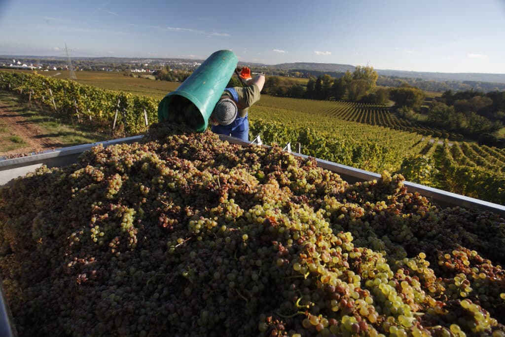 Handlese der Weintrauben im Weinbaugebiet Rheingau