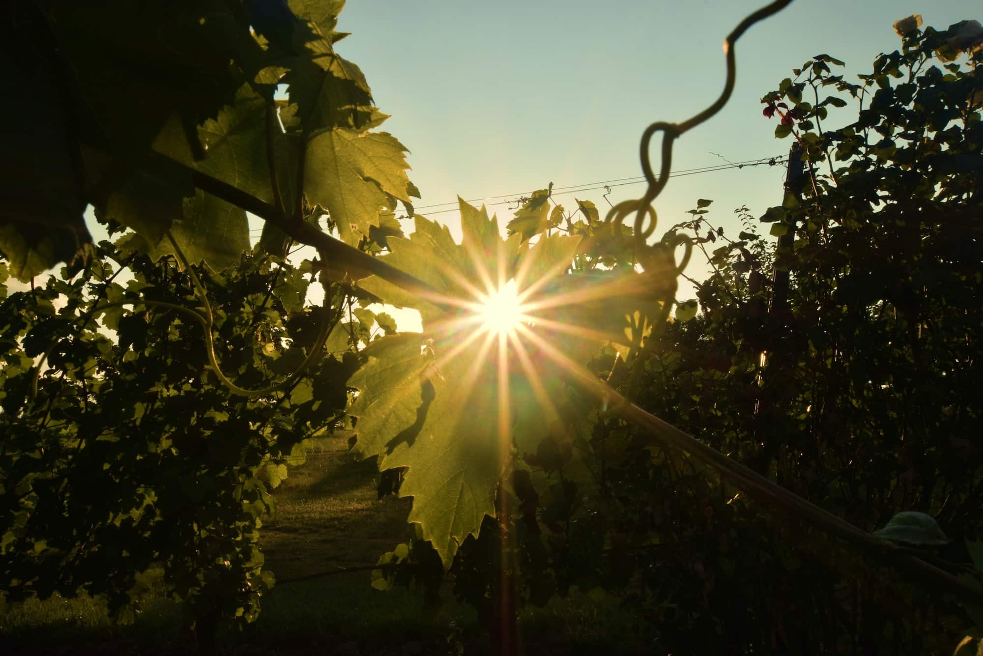 Die Sonne strahlt durch die Weinreben und erleuchtet ein Weinblatt