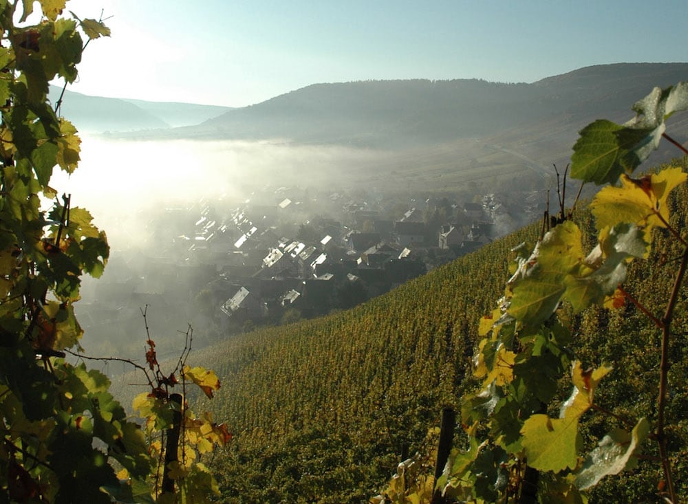 Bild der Steillage von Weinreben mit Aussicht auf ein Dorf im Hintergrund