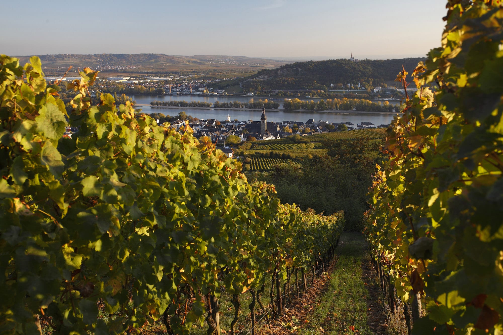 Ausblick über das Rheingau und die Weinberge
