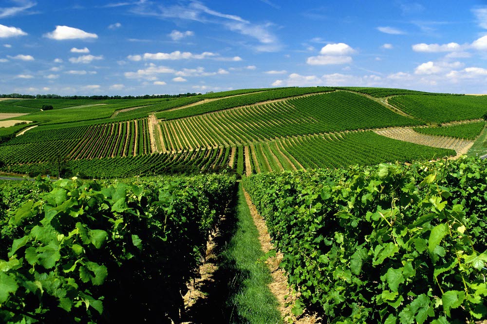 Zahlreiche Wanderwege in den Weinbergen der Weinregion Rheinhessen