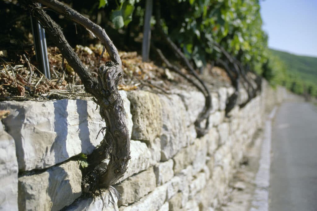 Mauern am Weinberg werden durch die Rebstöcke unterstützt