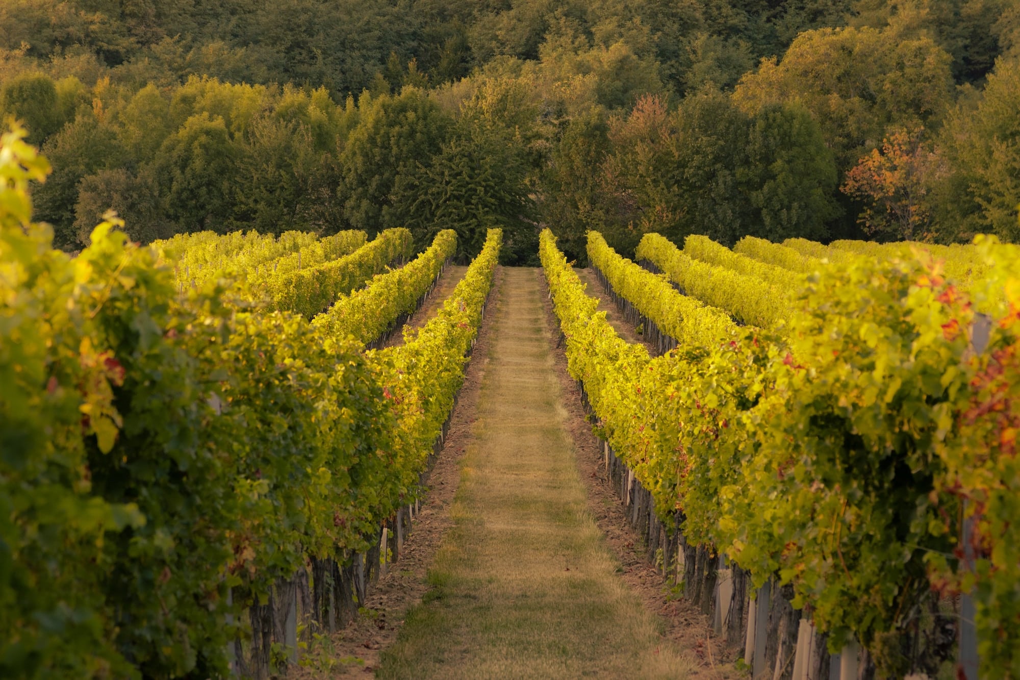 Eine Reihe von Weinreben im Weinberg, Weintrends in Deutschland