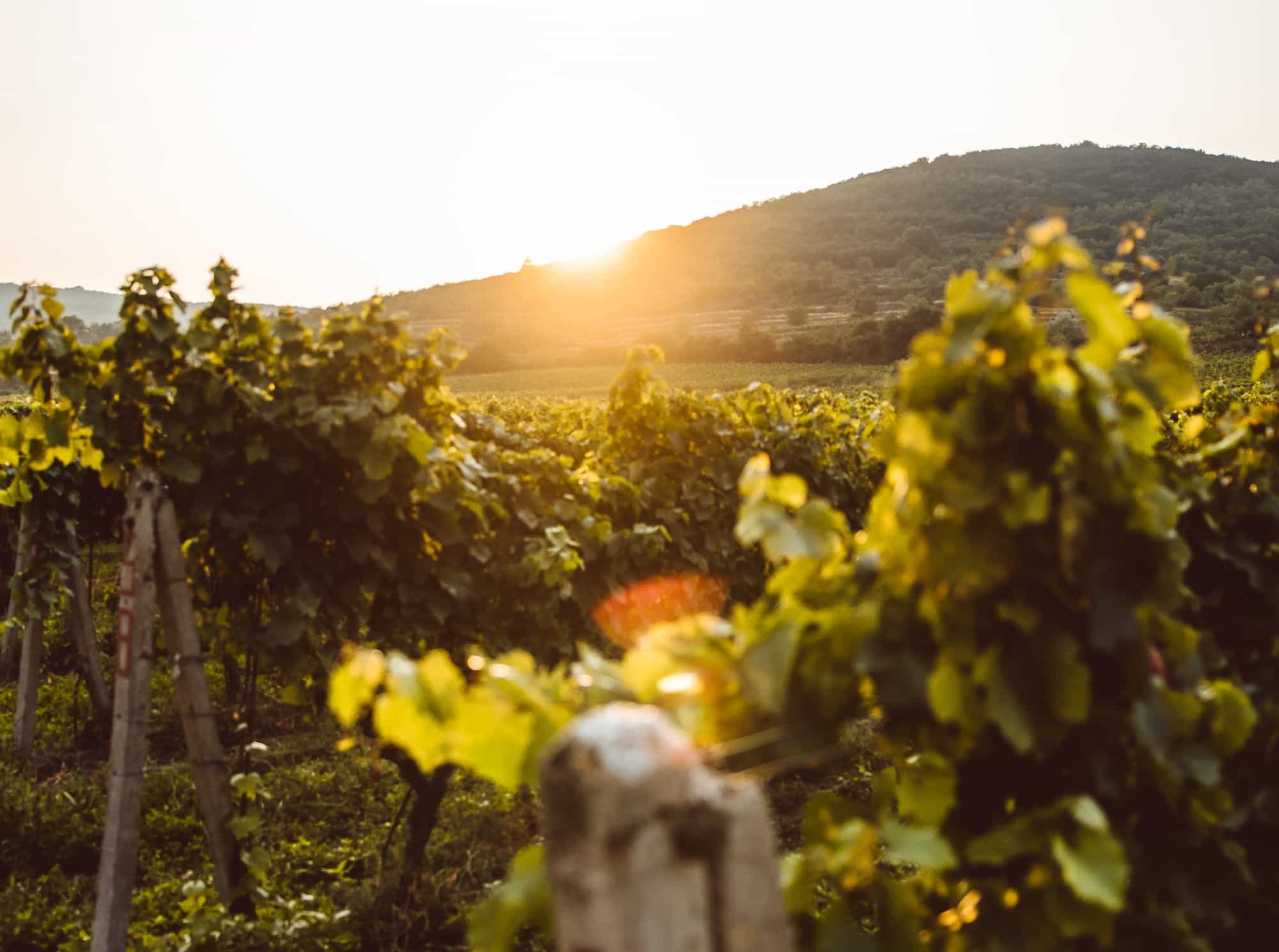 Grauburgunder Turm trocken wird in den Weinbergen des Weingutes Altes Schlößchen angebaut