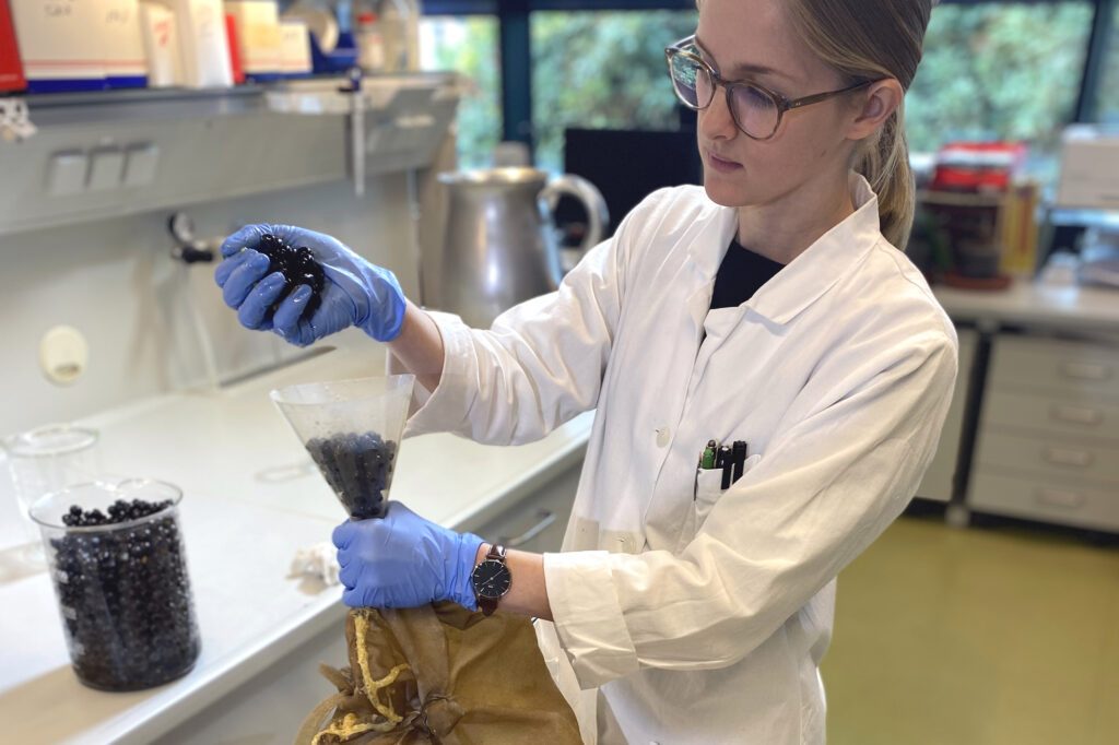 Eine junge Forscherin beschäftigt sich mot Steinzeitwein