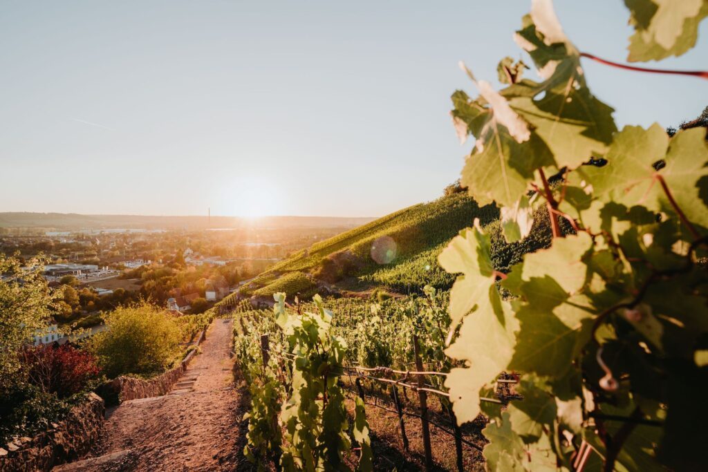 Blick auf die Weinberge in einer Lage, in der erfolgreich Cool-Climate Weine angebaut werde