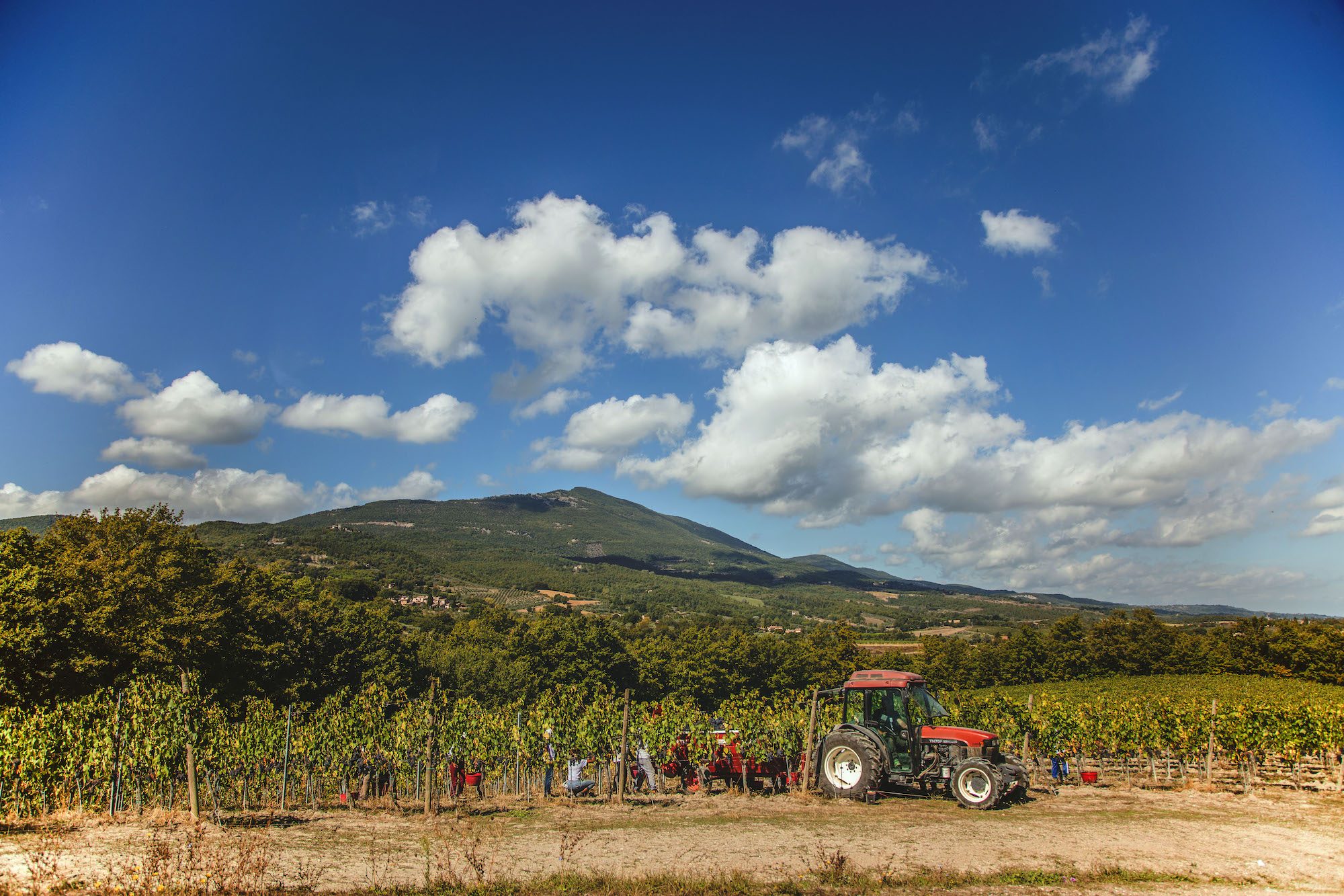 Weintraubenernte für den 2021er Poggio Lauro Sir Passo Toscana Rosso