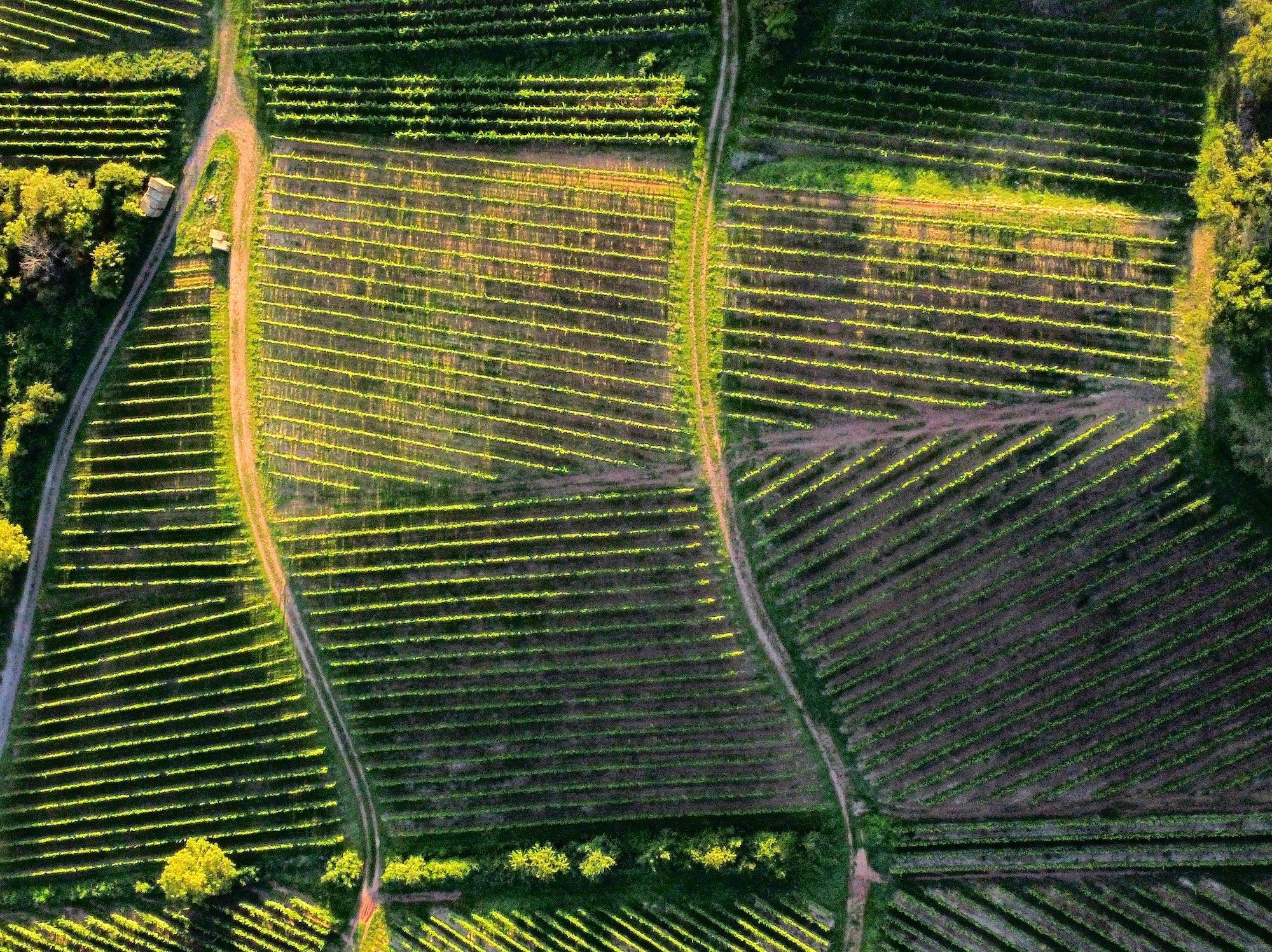 Ein Blick auf die Weinberge in Südfrankreich