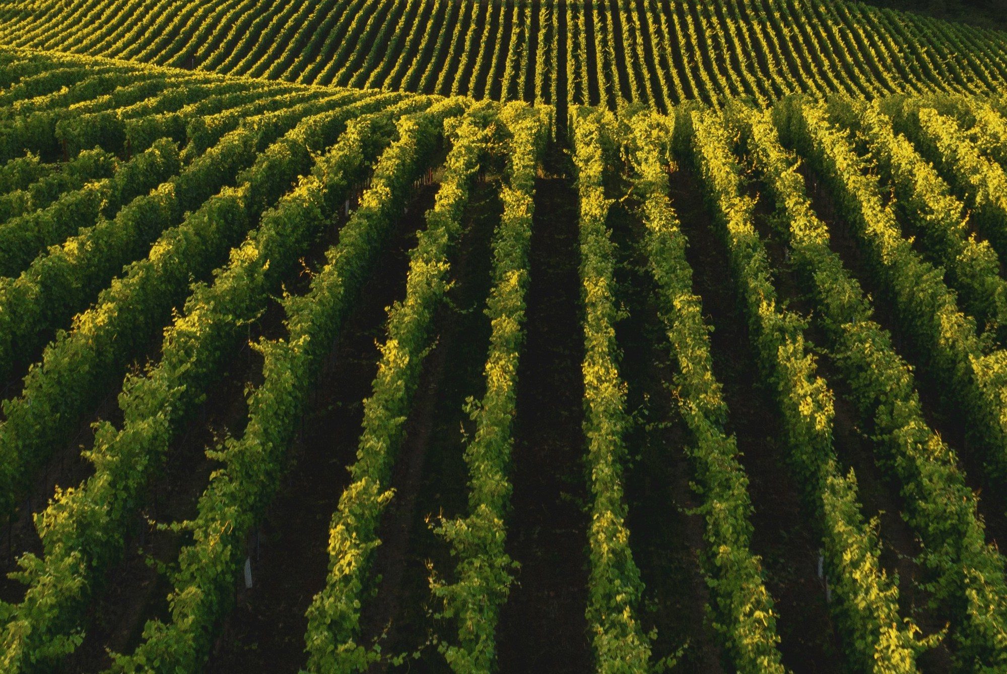Weinberge, hier wird der 2021er Vier Jahreszeiten Nr.1 Rotwein Cuvée angebaut
