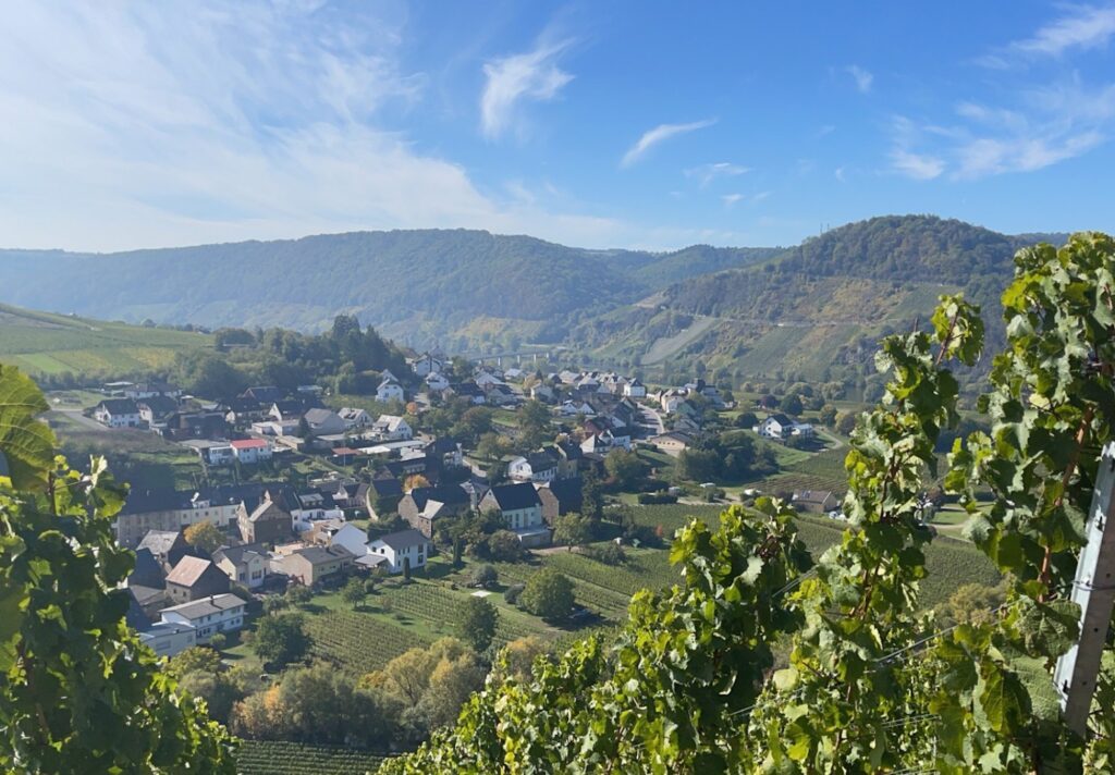 Weinberge des Weingutes Maring-Prigge, hier wird der 2022er Riesling Dhroner Hofberg trocken angebaut