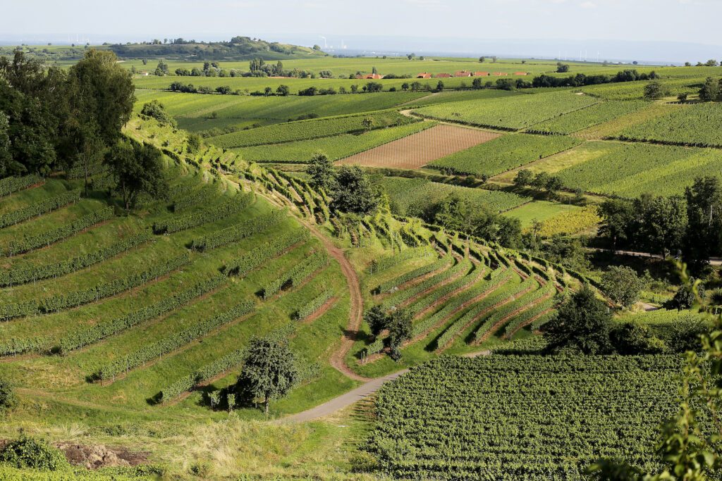 Blick auf die Weinberge des Weingut Villa Hochdörffer, hier wird der 2022er Rosécuvée Lila Wolken trocken angebaut