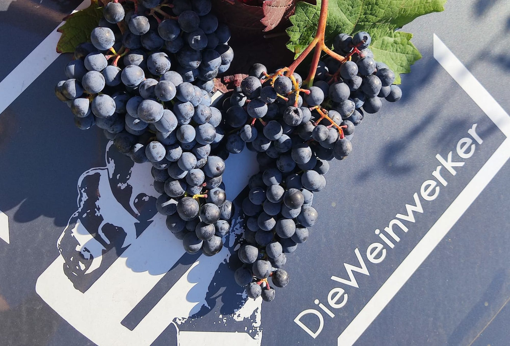 PIWI Weingut des Jahres: Die Weinwerker - Trauben auf dem Logo
