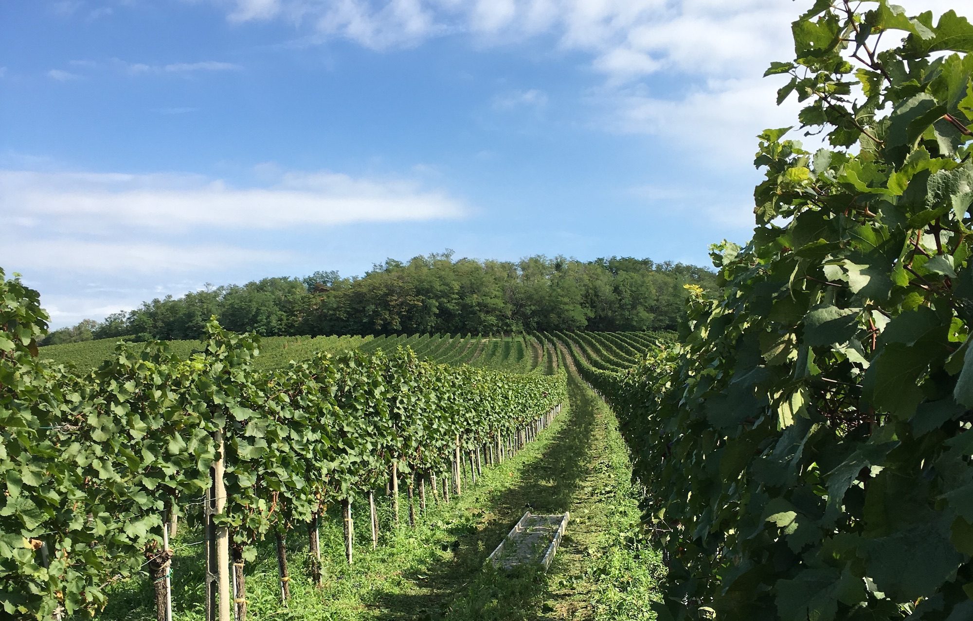 Blick in den Weingarten des eines unserer Weingüter des Jahres: Weingut Hautzinger in Österreich